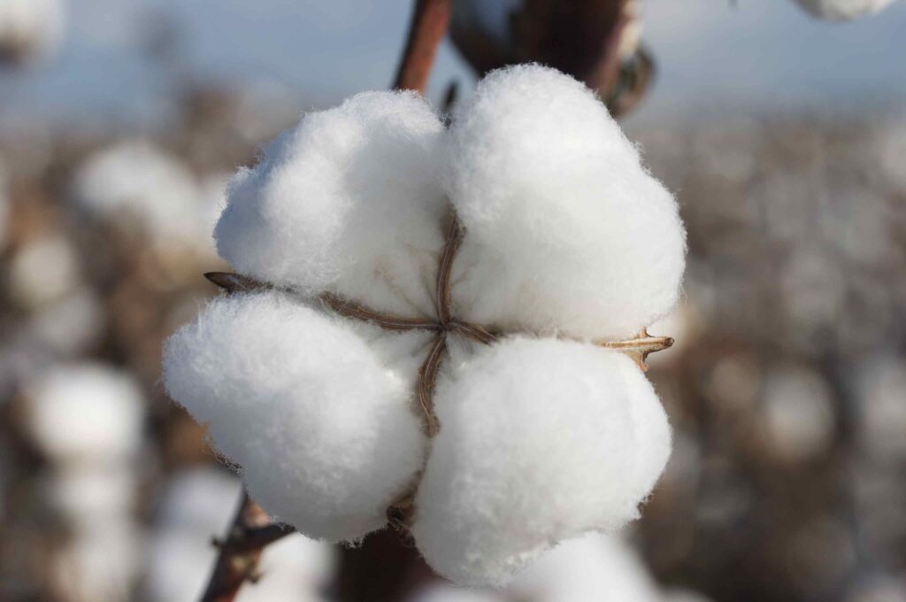 What is Cotton? Cotton Function and Advantages Konveksi Kemeja Kerja