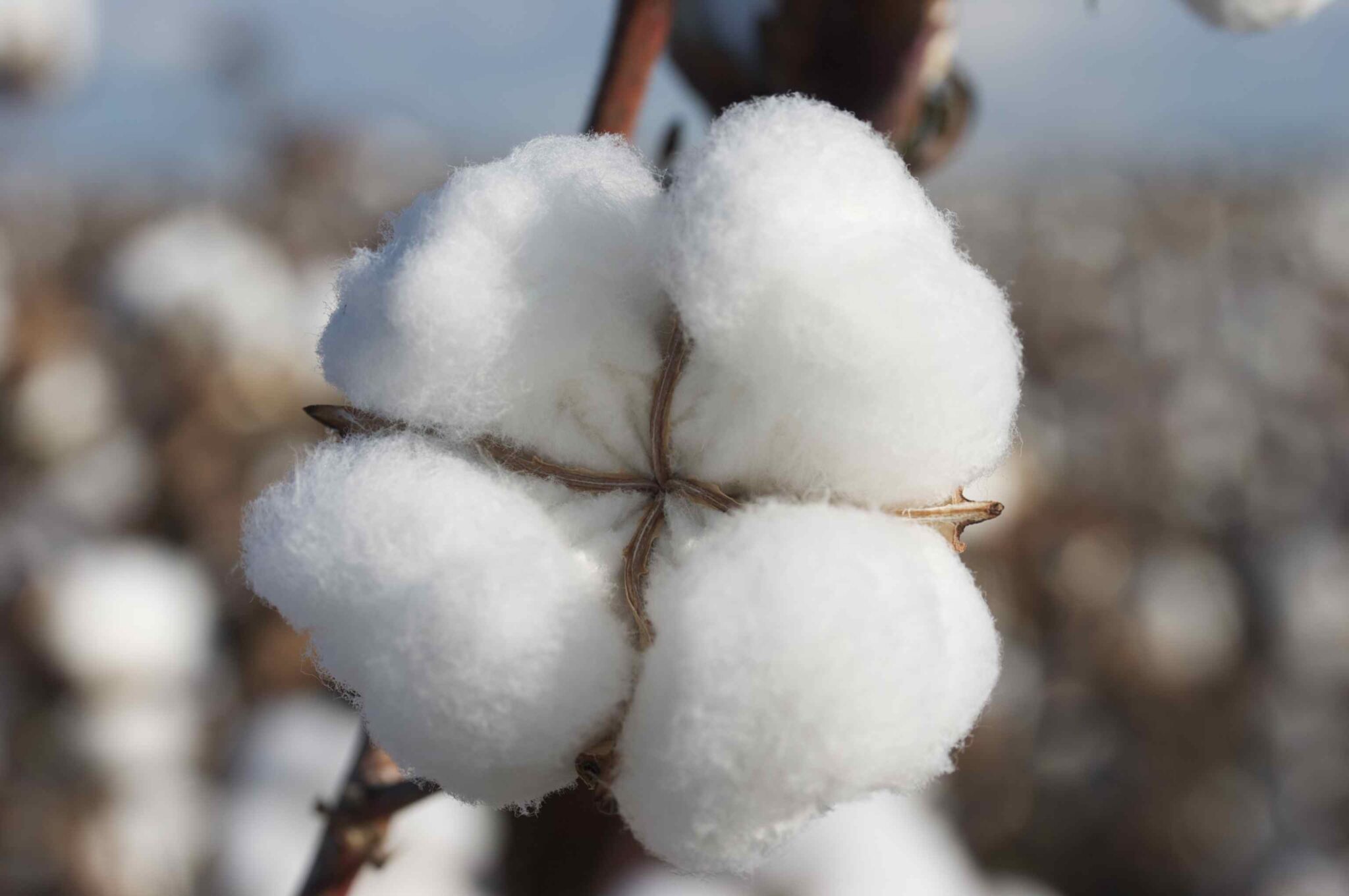 What is Cotton? Cotton Function and Advantages Konveksi Kemeja Kerja